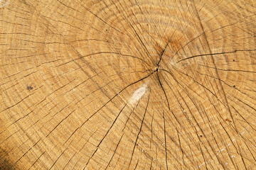 Fototapeta premium Background of annual circles of chopped wood. Picture suitable for texture for your design