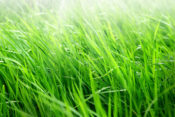 Fototapeta na wymiar Macro shot of bright green grass sprouts in spring. Green meadow of closeup fresh grass.