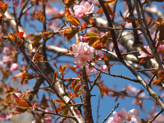 The bloom of cherry Blossoms in Helsinki, Finland