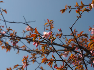 The bloom of cherry Blossoms in Helsinki, Finland