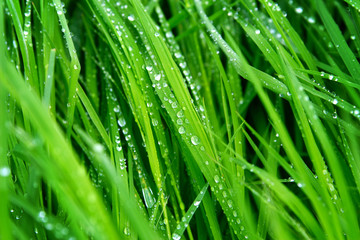 Fototapeta na wymiar A macro shot of green grass covered with dew drops in the spring. Green sunny meadow with fresh wet grass.