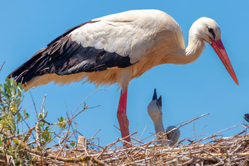 White stork in the nest feeding chicks in Donana National park, Seville, Spain