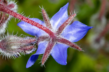 borage or star flower a blue annual wild flower from which starflower oil is made
