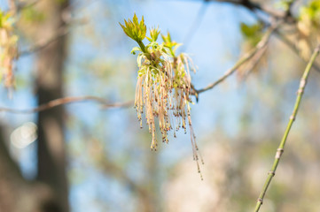 A blooming american marple in the early spring in the sunny day 