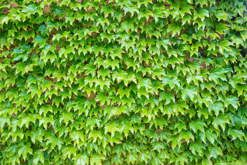 Obraz premium Ivy plant leaves on a wall. Nature background and empty copy space for Editor's text.
