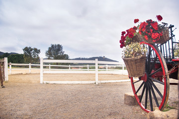 Horse training arena in a farm. Next a floral decorated carriage. Empty copy space for Editor's text.