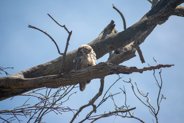 Baby owl great horned owl chick perched on a branch.