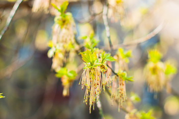 A blooming american marple in the early spring in the sunny day 