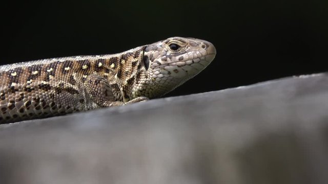 Zauneidechse (Lacerta agilis) 	