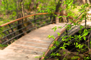 A wooden bridge with branches of tree in the early spring