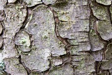 Bark of a tree macro. Close Up Bark of a deciduous tree