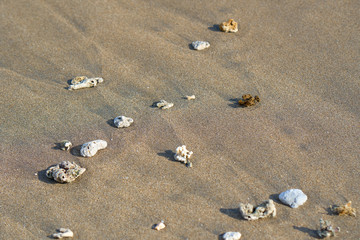 Dead coral pieces on the sand on the ocean coast. Abstract natural background.