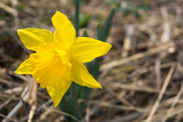Yellow daffodil in Springtime daffodils garden. One yellow daffodil in Springtime daffodils garden
