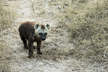 baby hyena first day out