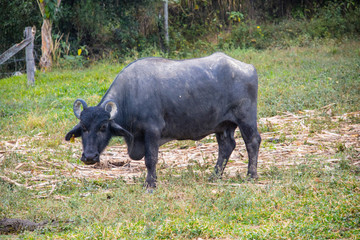 Bufalos pastando em uma propriedade rural, Brasil