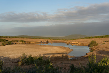 Group of female kudu antelopes at waterhole in African savannah