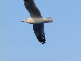Seagull