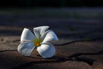 Plumeria flower fall down and weathered on the rough street floor.
