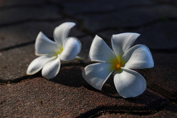Plumeria flower fall down and weathered on the rough street floor.