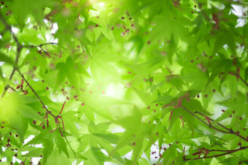 Fototapeta na wymiar Close up beautiful view of nature little maple green leaves on blurred greenery tree background with sunlight in public garden park. It is landscape ecology and copy space for wallpaper and backdrop.