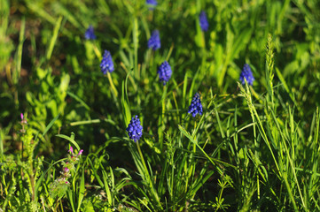 Grape hyacinth. Blue decorative flowers on a background of green grass.
