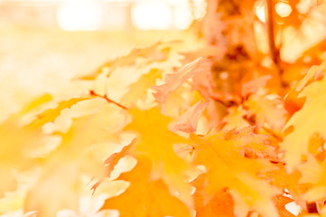 Yellow oak leaves against the sun, change of season