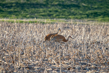 Sandhill Cranes in field