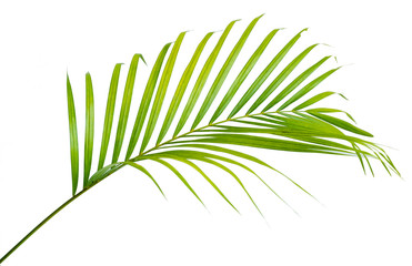 Leaf stem of Palm with a white background