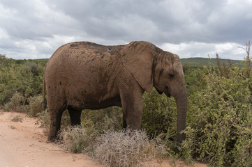 Naklejka na ściany i meble African elephant in the bush. Wildlife nature background