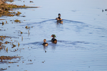 Wood ducks in creek