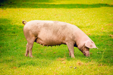 Pig portrait. Pig at pig farm