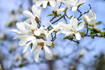 White magnolia flowers 