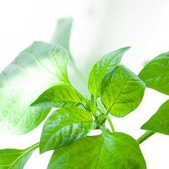 Fototapeta na wymiar Green papper plant. Sprouts of peppers. Macrophotography. Green leaf. Seedling. Ecology and nature