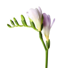 Beautiful freesia with fragrant flowers on white background