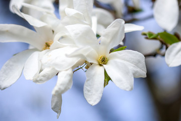 White magnolia flowers 