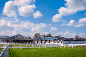 Green pastures of horse farms. Country summer landscape