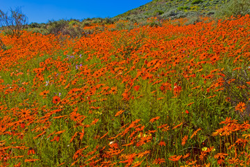 Fototapeta na wymiar Hilly field with orange daisies