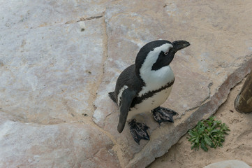 Naklejka premium Cute little African penguin standing at a rock