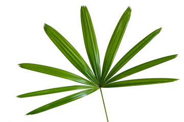 Leaf stem of Raphis excelsa with a white background