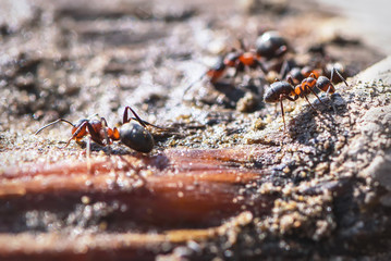 red ant closeup sand