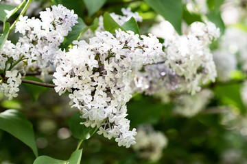 flowers of a tree in spring