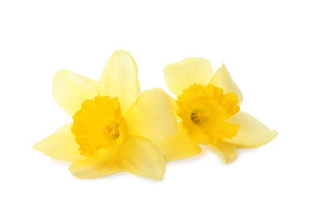 Fototapeta na wymiar Beautiful daffodils on white background. Fresh spring flowers