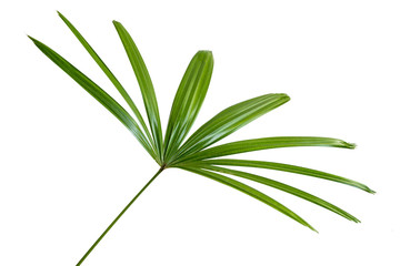 View side of leaf stem of Raphis excelsa with a white background