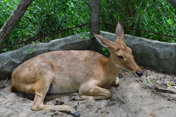 young barking deer sit on floor alone