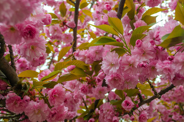 Blooming bright purple spring cherry trees.