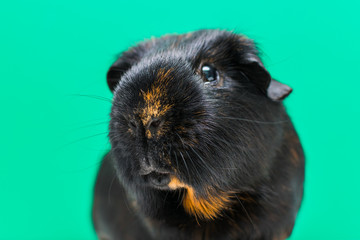 adult Guinea pig close-up