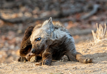 Fototapeta premium Spotted Hyena Cub