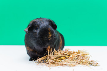 adult black Guinea pig with hay on white background