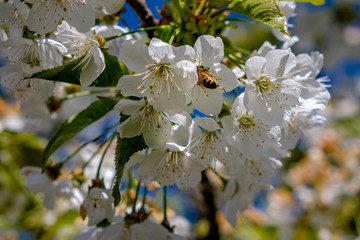 Wildbiene an einer Kirschblüte im Frühling © ebenart