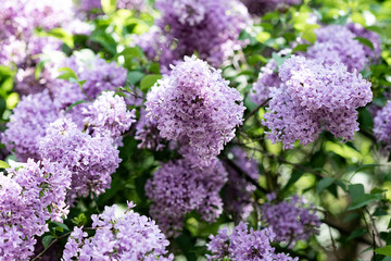 Obraz premium purple flowers in the garden